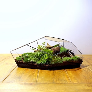 Op de afbeelding: Een geometrisch glazen terrarium met een zwart metalen frame dat een miniatuur-ecosysteem bevat van groen mos, kleine varens en een stuk drijfhout. De behuizing heeft een schuin bovenpaneel met kleine ventilatiegaatjes aan de zijkant.