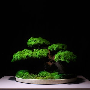 Op de afbeelding: Een miniatuur bonsai boom met levendig groen blad en een getextureerde, verweerde stam. De boom staat in een lichtgekleurde, cirkelvormige keramische pot, tegen een diepzwarte achtergrond. De algehele esthetiek is minimalistisch en natuurlijk.