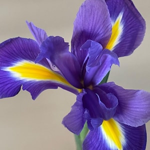 May include: Close-up of a vibrant purple iris flower with yellow and white accents. The petals are detailed with delicate lines, and the flower is set against a neutral background. The stem is a light green color.