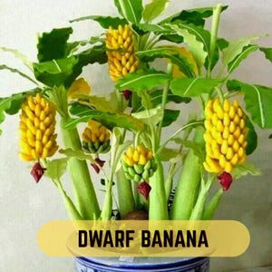 Banana Bonsai - Etsy Singapore