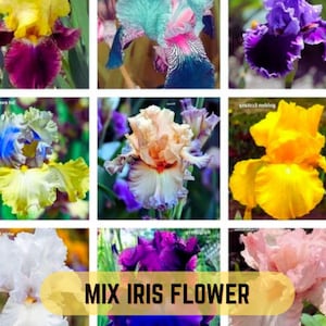Plante vivace à fleurs d'iris rares, couleurs mélangées, 30 graines
