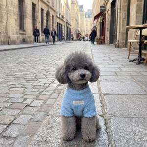 Suéter azul para perros pequeños, elegante jersey para cachorros con parche "Hello Baby", ropa cómoda para mascotas para otoño e invierno, conjunto chic para razas pequeñas.