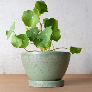 May include: A light green ceramic planter with a speckled finish and a matching saucer base. The pot contains a vibrant green nasturtium plant with rounded, peltate leaves and thin stems extending upwards from the center of the vessel.