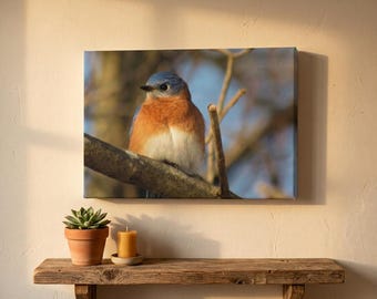 Eastern Bluebird Canvas Wall Art | Bluebird Nature Photography | Bird Canvas Print | Woodland Bird Wall Decor | Rustic Cottage Home Decor