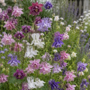 Bajkowe kwiaty do ogrodów jak z bajki – nasiona Aquilegia 'Biedermeier Mix' – wieloletnia roślina wieczniezielona