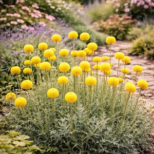 Everlasting Yellow Billy Buttons - Perfect voor gedroogde bloemboeketten - Craspedia Globosa Seeds