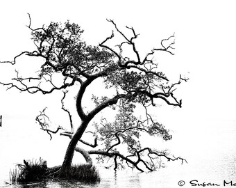 Abstract Tree Print, Abstract Tree Art, Tree Print, Tree Photograph, Black and White Tree Photograph, Nature Landscape Photography, Coastal