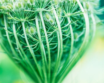 Wild Flower Digital Download, PRINTABLE Decor, Vertical WILDFLOWER ART, Wildflower Photo, Office Wall Art, Queen Ann Flower Clipart