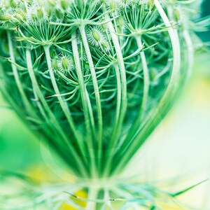 Digital nedladdning av vilda blommor, utskrivbar dekor, vertikal konst med vildblommor, foto av vildblommor, väggkonst för kontoret, clipart med drottning Ann-blommor bild 1