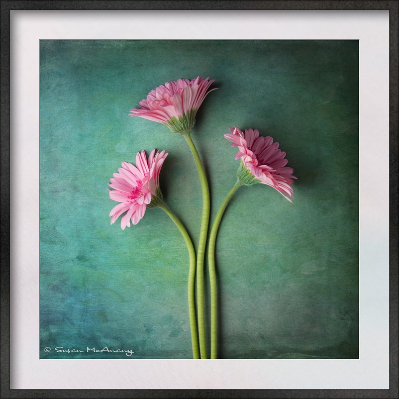 Flower Photograph Print, Floral Art Print, Pink Flower Wall Decor, Daisy Photo, Square Art, Nature Home Decor, Green Textured Background image 2