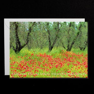 Nature Greeting Card, Flower Greeting Card with Blank Inside, Landscape Notecard with Envelope, Italy Photo Art Greeting Note Card, Poppies image 1