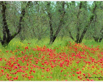 Olive Trees and Poppies Fine Art Photo Giclee Print, Abundance, Landscape Photograph Color Archival Wall Art Print for Home Decor