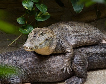 Alligator Photo, Baby ALLIGATOR Clipart, Printable Wildlife PHOTO, Nature Photography, Printable Decor, Wall Art, Nature DOWNLOAD Art