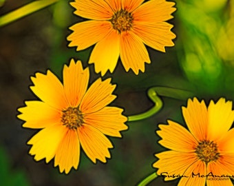 Printable Flower Photograph, Nature Photograph Download, Wildflower Art, Flower Art Print, Flower Artwork, Yellow, Orange, Wildflower, Green