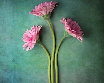 Flower Photograph Print, Floral Art Print, Pink Flower Wall Decor, Daisy Photo, Square Art, Nature Home Decor, Green Textured Background