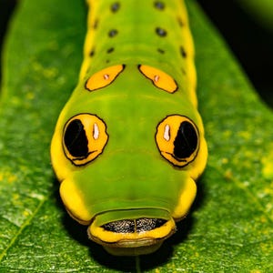 May include: Close-up of a green caterpillar with yellow and black markings, resting on a green leaf. The caterpillar has large, eye-like spots and a distinctive mouth. The image highlights the intricate details of the insect.
