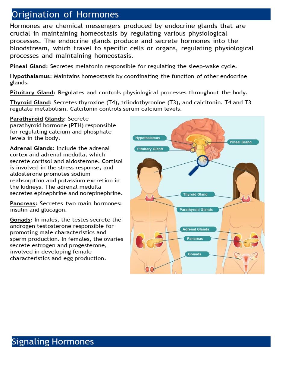 NR 507: Endocrine System Overview | Regulation & Feedback Loops ...