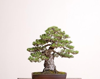 Japanese black pine seeds (10 Seed Pack)