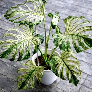 May include: A set of three ceramic mugs with a speckled, matte finish. The mugs are in shades of cream, light brown, and dark brown. Each mug has a simple, minimalist design, perfect for coffee or tea.