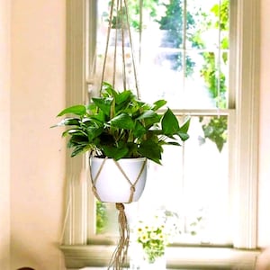 May include: A hanging plant in a white ceramic pot with a natural fiber macrame hanger. The plant has vibrant green leaves. The background includes a window with natural light.