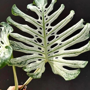 Monstera Deliciosa Devil Monster Variegated Planting Rooted Nodes Cuttings