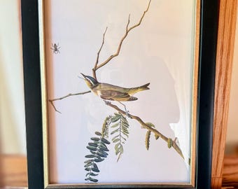 Vireo de ojos rojos de Audubon, lámina n.° 331, impresión giclée, enmarcada, vintage de 1981.