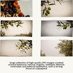 Stock images of dried fruit and fresh olive branches against neutral and textured backgrounds.