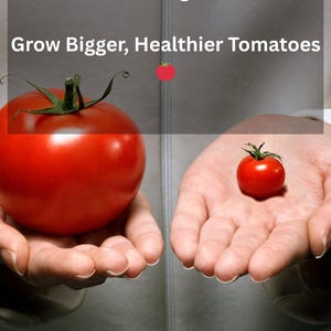 Tomato Growing Guide PDF | Grow Bigger Tomatoes | Beginner Gardening Guide | Increase Yield | Vegetable Gardening Tips | Digital Download