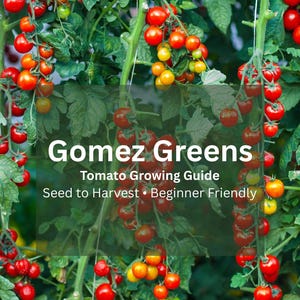 Tomato Growing Guide: Seed to Harvest, Beginner Friendly (PDF)