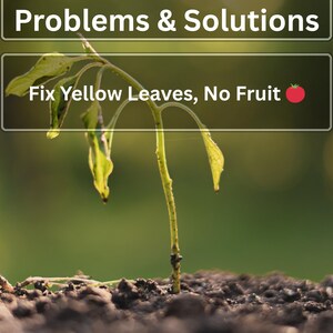 Könnte beinhalten: Ein kleiner, dünner grüner Tomatenpflanzensetzling, der aus dunkler Erde wächst. Die Texteinblendungen lauten: Tomato Plant Problems & Solutions, Fix Yellow Leaves, No Fruit, Gomez Greens und Grow smarter. Grow better.