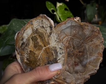 Fossiele plaat van natuurlijke versteend hout kristallen plaat