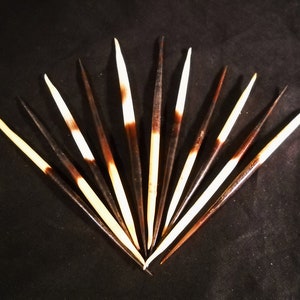 Multipack THICK 4-6" Porcupine Quills Needles for quillwork, art projects, costumes,etc