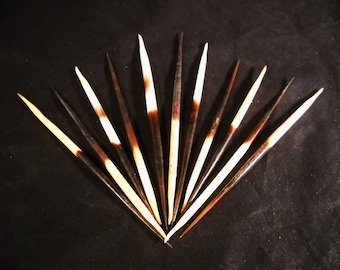 Multipack THICK 4-6&quot; Porcupine Quills Needles for quillwork, art projects, costumes,etc