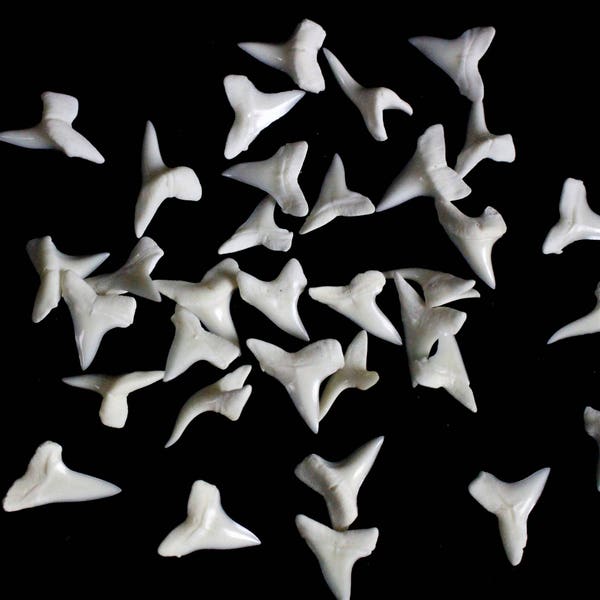 Multipack Shark Teeth 5/8" (approx) WHOLE Mako Real Bone Taxidermy Tooth Bones Pendant Beads