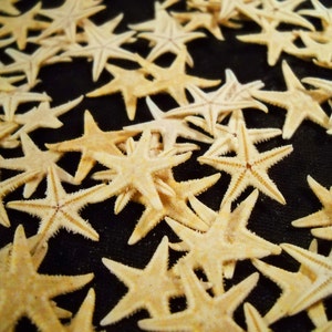 May include: A collection of beige starfish of various sizes scattered on a black background.