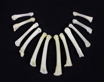 Multipack DRILLED 3/4"-1 3/4" Raccoon TOES Real Bone Taxidermy Human Finger Bones Phalanx Phalanges Pendant Beads