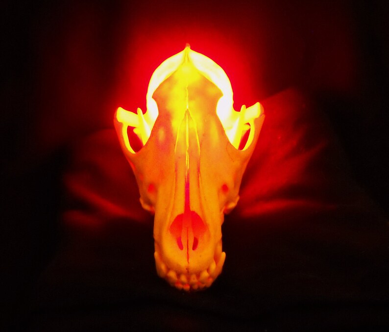 Blood Red Lighted Real Bone Coyote Animal Skull Lamp Taxidermy ...