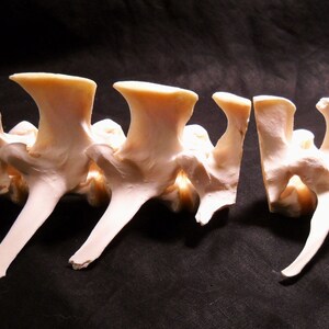 Deer Vertebrae Segments Taxidermy Real Skeleton Spine Bones image 1