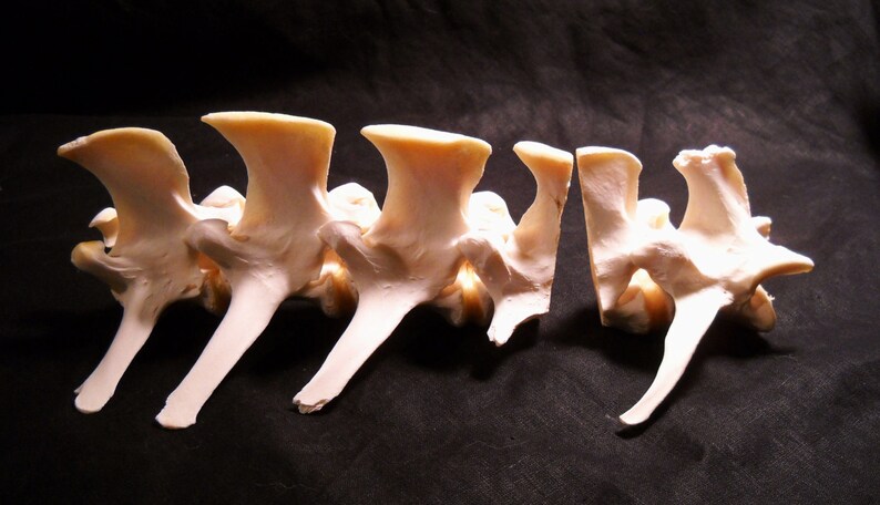 Deer Vertebrae Segments Taxidermy Real Skeleton Spine Bones image 1