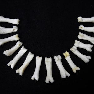 Multipack DRILLED .751 Coyote Toes Real Bone Knucklebone Taxidermy Human Finger Bones Phalanx Phalanges Pendant Beads image 2