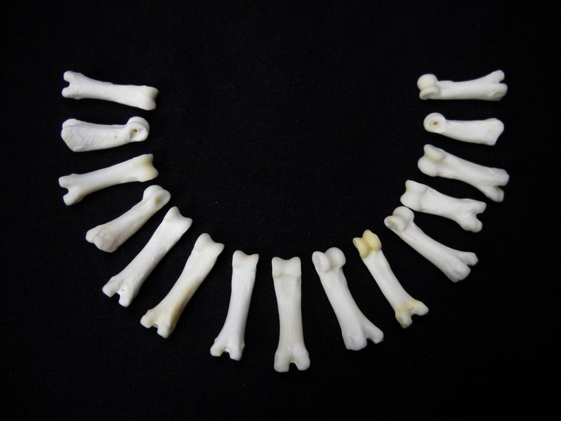 Multipack DRILLED .751 Coyote Toes Real Bone Knucklebone Taxidermy Human Finger Bones Phalanx Phalanges Pendant Beads image 2