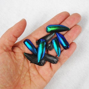 Multipack DRILLED 1.25 Elytra Beetle Wings BLUE TONE Green natural iridescent elyctra insect bug metallic jewel green and blue taxidermy image 3