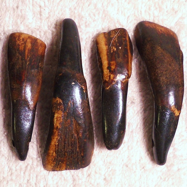 5 Real Bone Drilled Water Buffalo Tea Stained Teeth Taxidermy Genuine Tooth Bones Pendant Beads