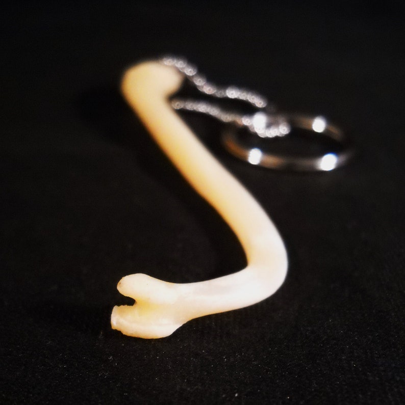 Real Raccoon Penis Bone Animal Baculum Taxidermy Genuine Bones Etsy