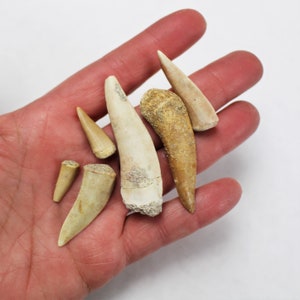 1/2 to 2 1/2 inch Multipack Enchodus dino teeth natural dinosaur real fossil rock stone Morocco mineral tooth specimens