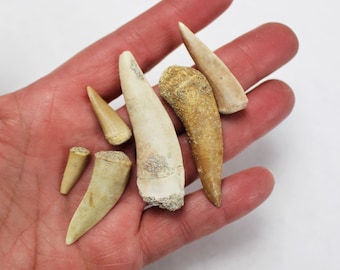 1/2 to 2 1/2 inch Multipack Enchodus dino teeth natural dinosaur real fossil rock stone Morocco mineral tooth specimens