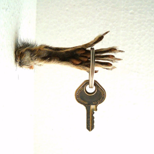 Squirrel Foot Key hook wall mount fantasy horror real taxidermy furry fur feet paw with claws key holder hanger