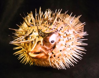 7-10" Taxidermy Puffer Fish Real Preserved Dried Large Blowfish Porcupine Fish Animal Specimen Macabre Horror Decoration