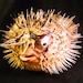 see more listings in the Sea Life/Starfish/Urchin section