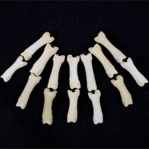 May include: Arrangement of small, off-white bones, possibly phalanges, displayed against a black background. The bones are arranged in a fan-like pattern, with varying lengths and shapes, suggesting a skeletal structure.